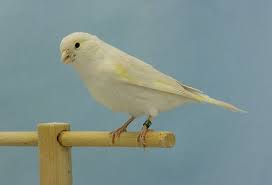 Pin En Aves