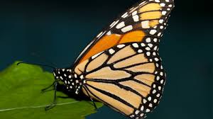 No milkweed, no monarch butterflies. Center For Food Safety Press Releases Monarch Butterfly Moves Toward Endangered Species Act Protection