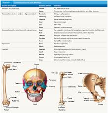 Students Can Explain And Label The Functional Significance