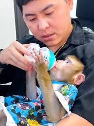 Monkey kaka's wish to return home