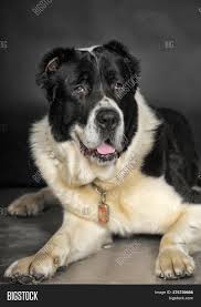 The central asian shepherd dog (casd) is one of the most ancient breeds of dogs. Beautiful Black White Image Photo Free Trial Bigstock