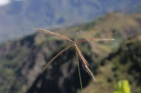 Image result for Chloris roxburghiana