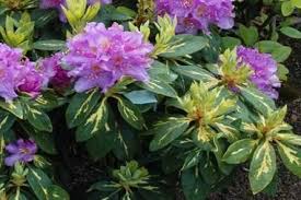 Variegated Rhododendrons A Wow Factor In The Landscape Plants Season Plants Rhododendron