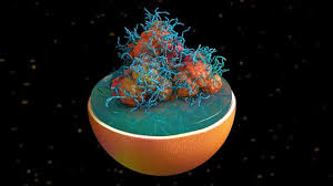 Lysosome With Lipofuscin Protein Aggregate 3d Model Ad Lipofuscin Lysosome Protein Model In 2020 3d Model Kids Artwork Protein