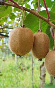 Kiwis Actinidia Deliciosa E Um Fruto Comestivel Proveniente De Algumas Especies Do Genero Actinidia E De Frutas Exoticas Frutas E Vegetais Frutas Tropicais