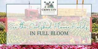 Ranunculus have been blooming on the flower fields for 25 years. See The Flower Fields At Carlsbad Ranch In Full Bloom Crown City Inn