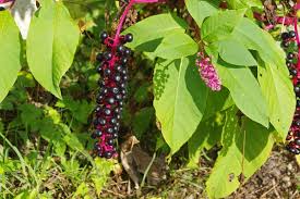 Maybe you would like to learn more about one of these? Diy Pokeberry Ink Insteading