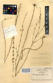 Image result for Micrargeria filiformis