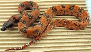 Hypo Leopard Boa Constrictor Pet Snake Snake Lovers Reptile Snakes