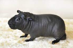 More images for black hairless guinea pig » Pin On Cute