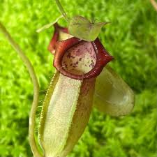 Image result for Nesaea spathulata
