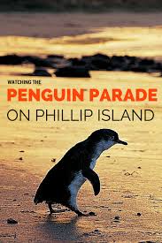 An Unforgettable Night At The Phillip Island Penguin Parade Penguin Parade Visit Australia Oceania Travel