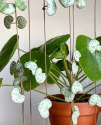 String of hearts can grow in partial sun or bright, indirect light indoors and thrives at room temperature. Ceropegia Woodii Care Growing A Healthy String Of Hearts My Tasteful Space