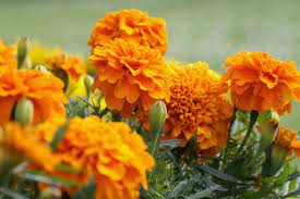 Check spelling or type a new query. Landscaping 101 Different Types Of Plants Hgtv