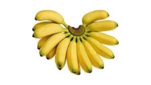 Ia kerana dikhuatiri buah itu akan menyebabkan anak sembelit. Kenapa Pisang Emas Dibawa Belayar