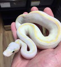 Pastel Ivory Possible Banana Ball Python Pet Snake Ball Python Ball Python Cage