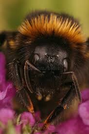 Image result for Bombus vestalis