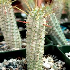 Image result for Euphorbia corniculata
