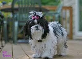 One way to determine the ancestry of your mixed breed is through a dna test. Shihtzus And Havanese Perkinspuppies