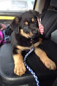 Free pets for adoption near me. Pin On Adorable Animals