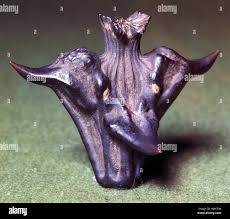 Image result for Trapaceae