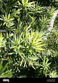 Image result for Podocarpus latifolius