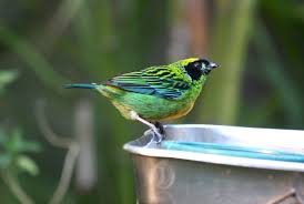 Image result for Habenaria tenuispica