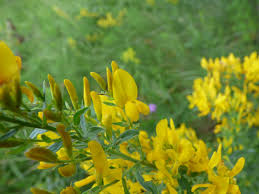 Image result for Rhynchosia tricuspidata