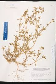 Image result for Gisekiaceae