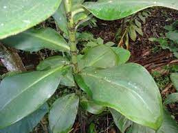 Cana Agria Plantas Medicinales Plantas