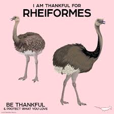 Image result for Dolichos junodii