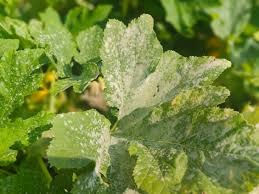 Image result for mildew on cucumbers
