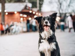 Sign up for free today! Mit Dem Hund Zum Weihnachtsmarkt Eine Gute Idee