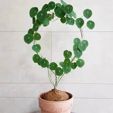 Image result for Salacia erecta