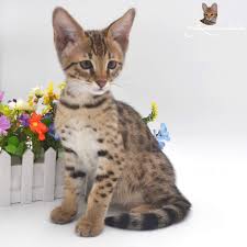 Join millions of people using oodle to find kittens for adoption, cat and kitten listings, and other pets adoption. Pin On Bengal Kitten