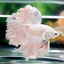 And due to this reason, it is also very difficult to differentiate the betta species. Betta Male Fancy Big One Light Pink Platinum Fluffy Tail Halfmoon Betta Fish Betta Pink Betta Fish