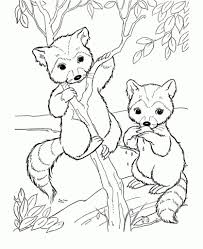 Coloring pages >> animal >> raccoon >> page 1. Vegas Sou Cute Raccoon Coloring Pages