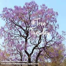 Image result for Bolusanthus speciosus