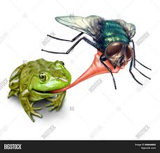 There are four qu's marsh locations which are identified on the map below: Frog Catching Bug Image Photo Free Trial Bigstock