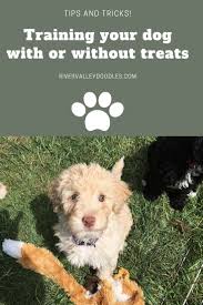 Start training your puppy the day you bring him home. How To Train Your Puppy With Treats Or Not Goldendoodle Puppy Goldendoodle Puppies