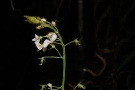 Image result for Grona adscendens