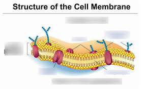 Year 11 Human Bio Cell Membrane Structure And Function Diagram Quizlet