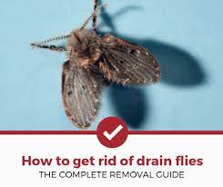 We all know that feeling. How To Get Rid Of Drain Flies Complete Drain Fly Removal Guide Pest Strategies