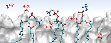 Check spelling or type a new query. Reactive Oxygen Species At Phospholipid Bilayers Distribution Mobility And Permeation Sciencedirect