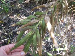 Image result for xylella fastidiosa oleander symptoms