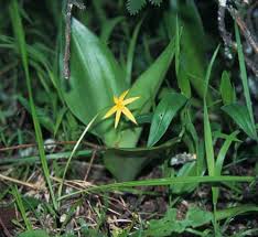 Image result for Hypoxis kilimanjarica