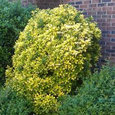 Maybe you would like to learn more about one of these? Gold Edge Euonymus Novocom Top