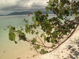 Image result for Thespesia