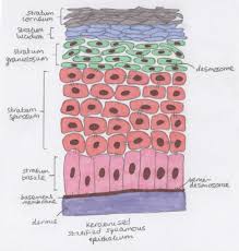 Check spelling or type a new query. Healthy Tissues And The Oral Cavity Revise Dental