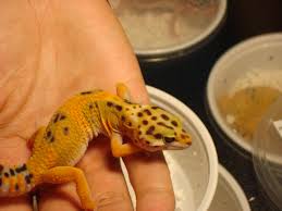 New reptiles arriving daily, feel free to call for availability. Colored Lights Reptiles